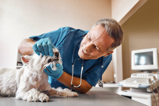 Best Same-Day Emergency Dentist in Vance, AL